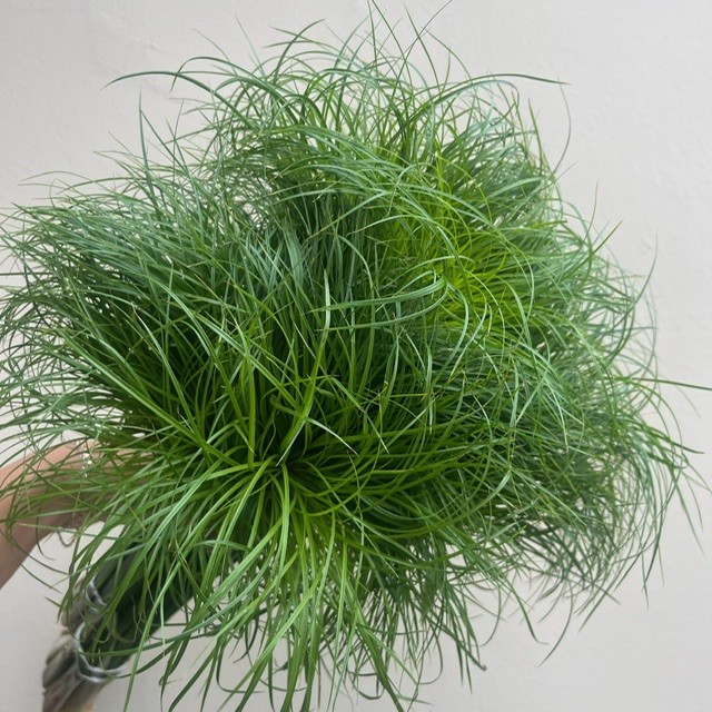Papyrus Grass