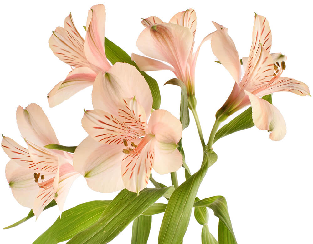 Peach Alstromeria