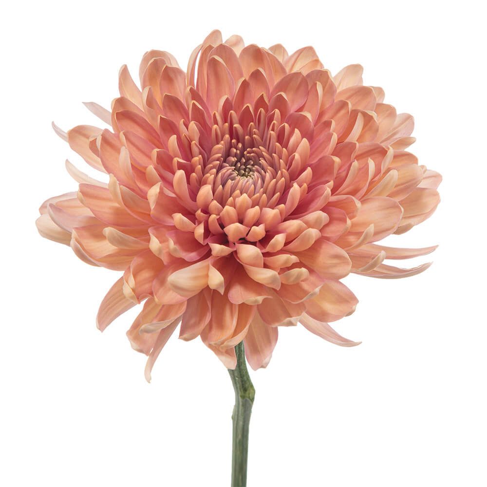 Peach Antique Cremon