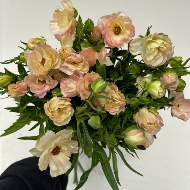 Peach Butterfly Ranunculus