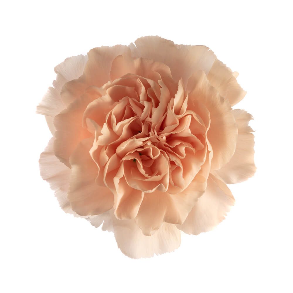 Peach Carnation
