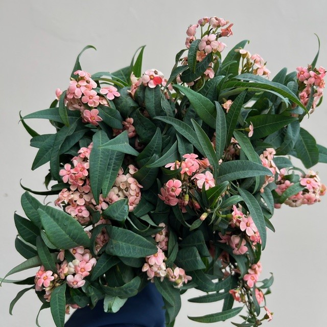 Peach Euphorbia Dog Eye