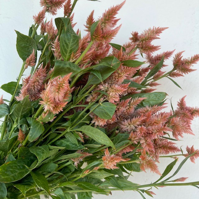 Peach Feather Celosia