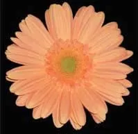 Peach Gerbera Daisy