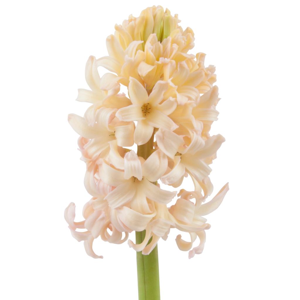 Peach Hyacinth
