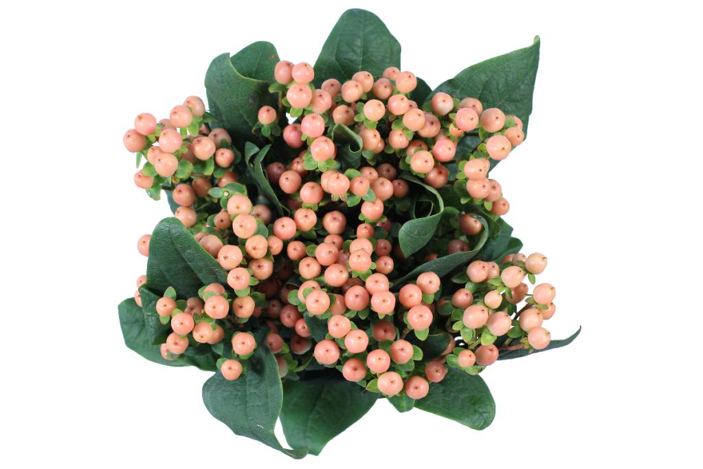 Peach Hypericum