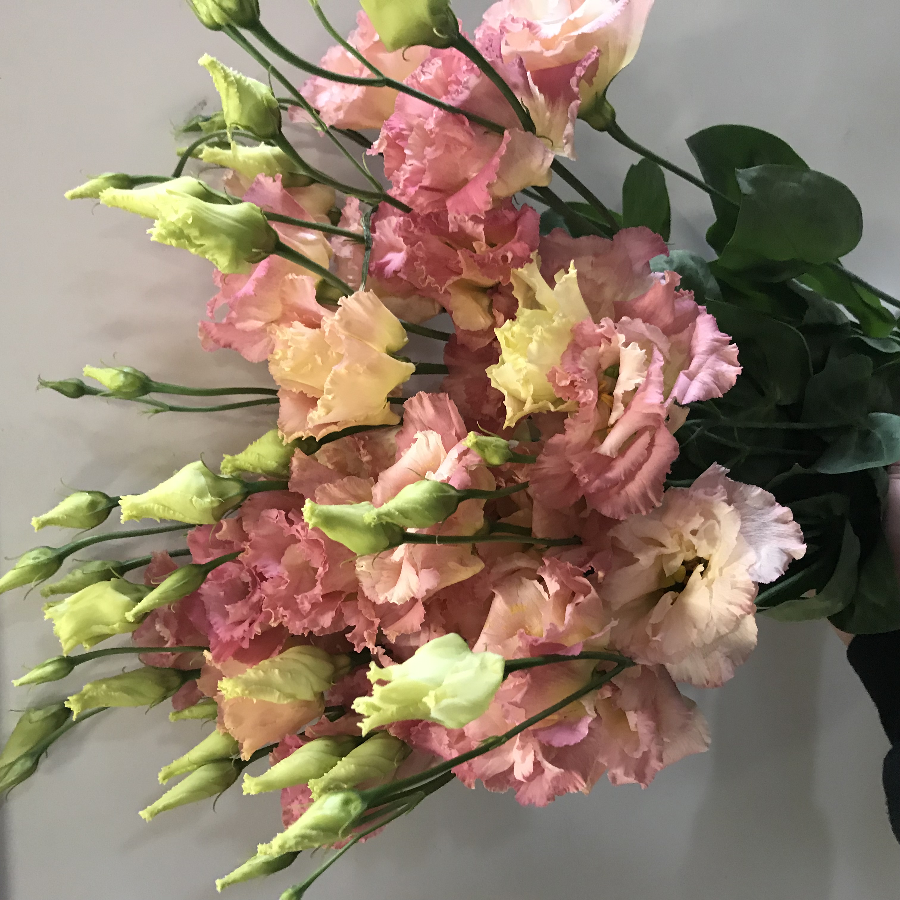 Peach Lisianthus