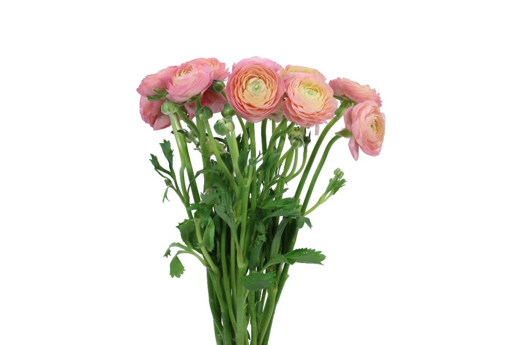 Peach Ranunculus Local
