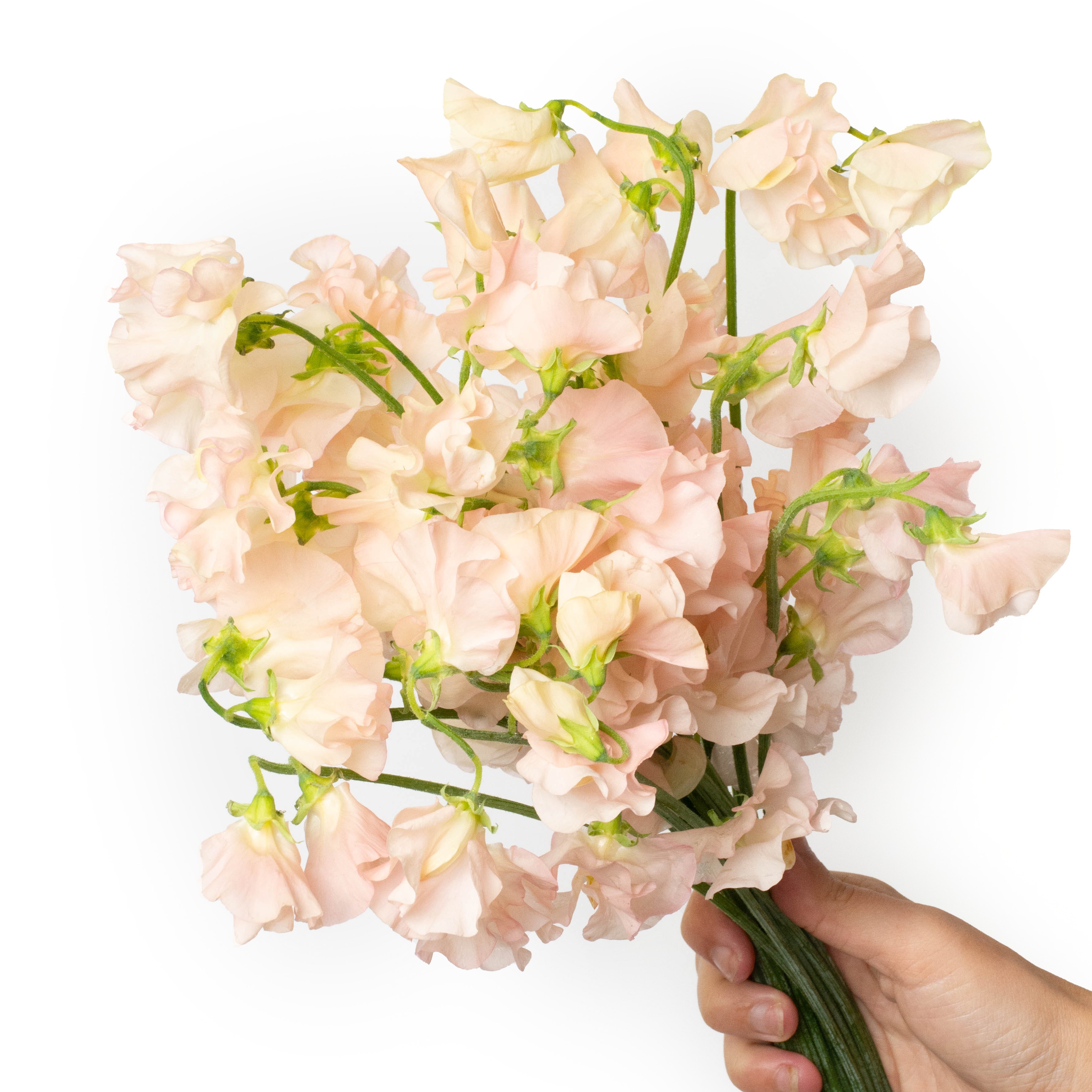 Peach Sweet Peas