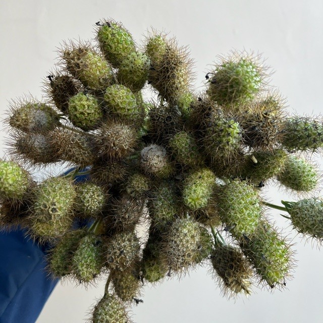 Perrenial Pod