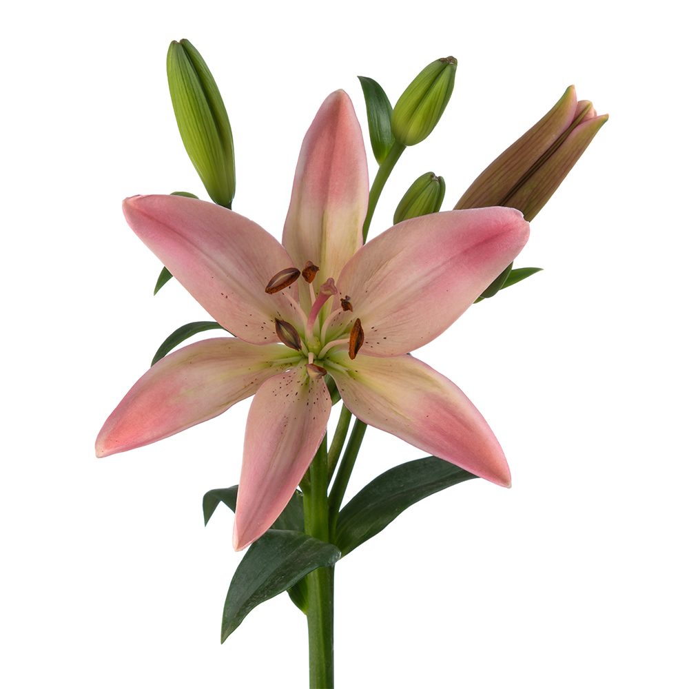 Pink Asiatic Lily