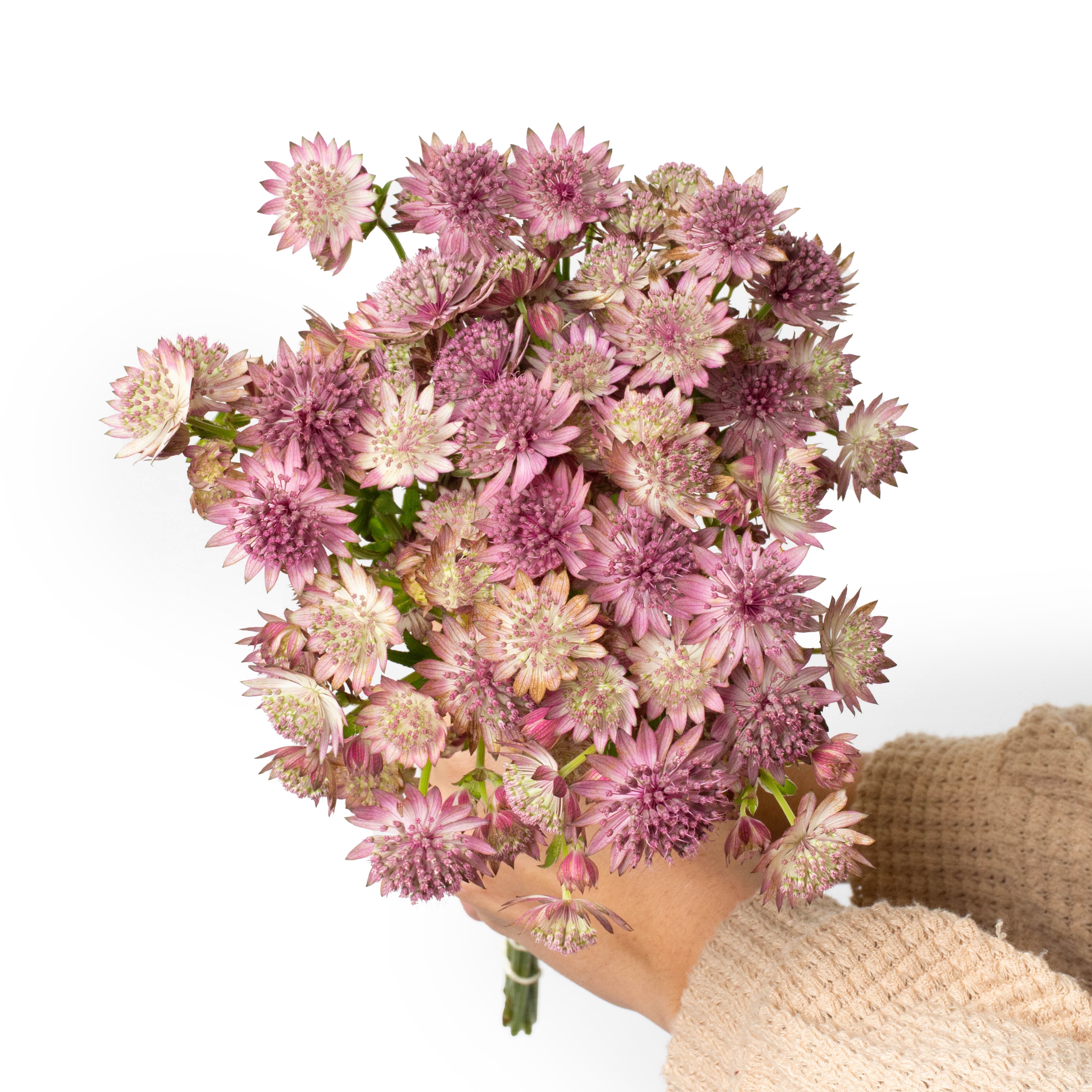 Pink Astrantia