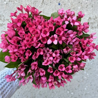 Bouvardia