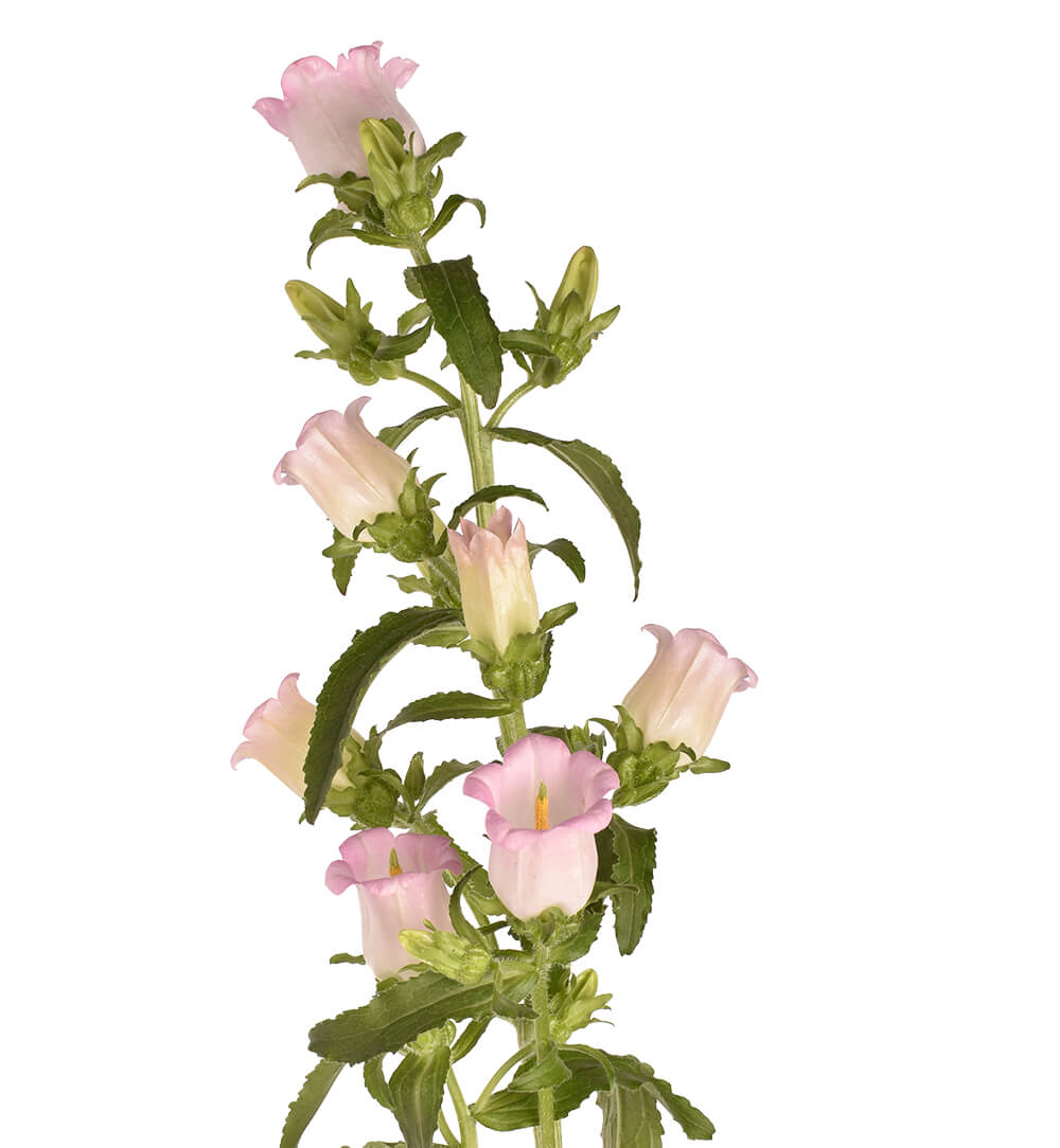 Pink Campanula