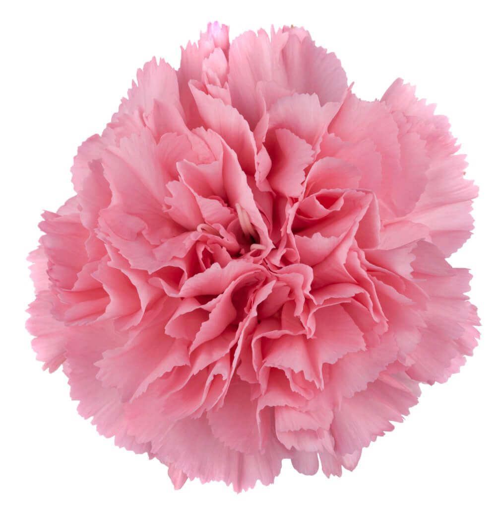 Pink Carnation