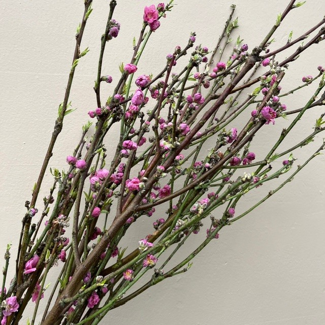 Pink Cherry Blossom
