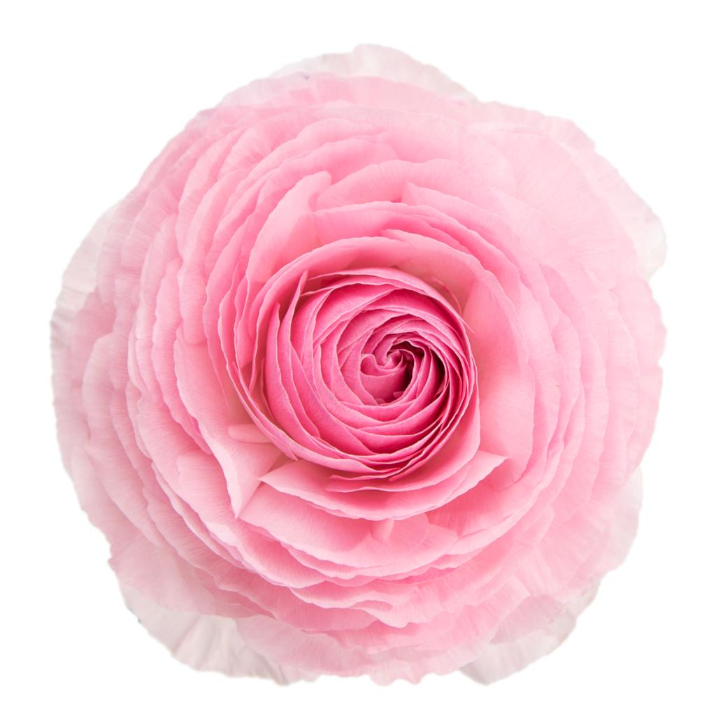 Pink Cloony Hanoi Ranunculus