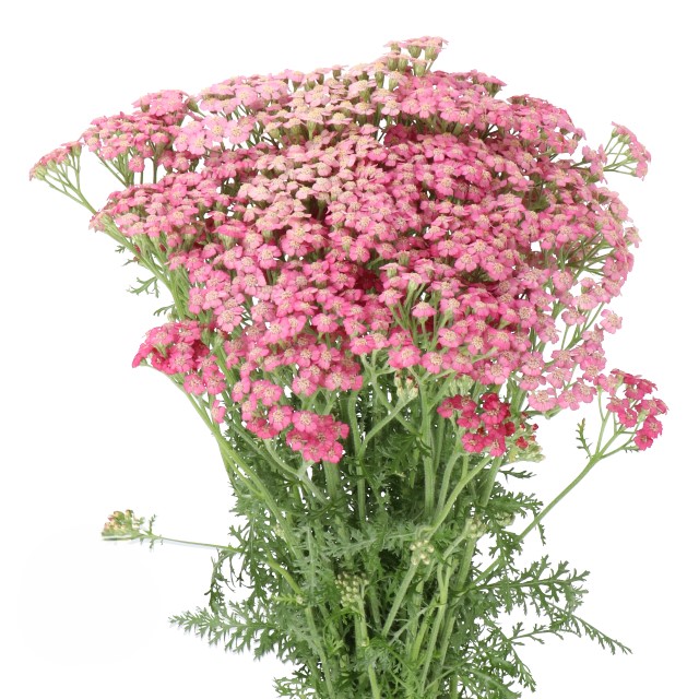 Pink Cottage Yarrow
