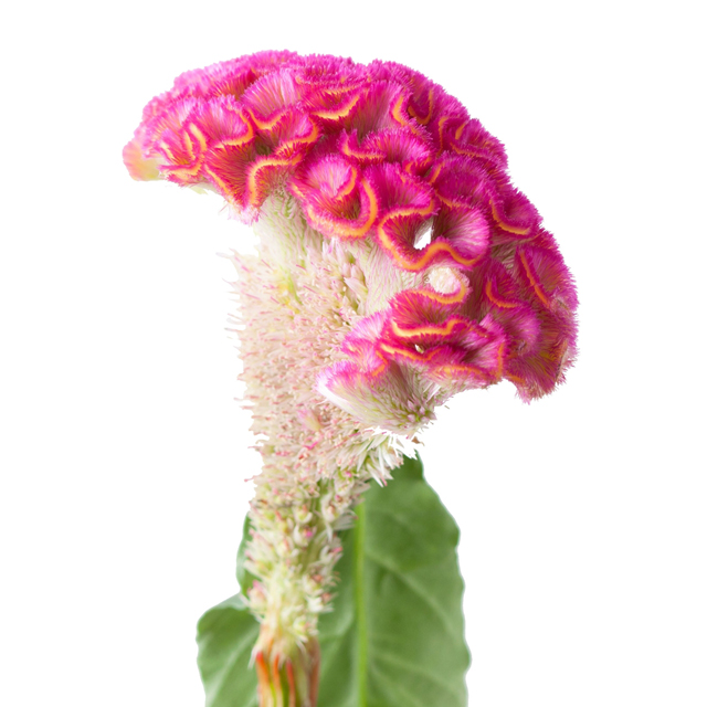 Pink Coxcomb Celosia