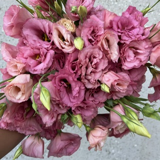 Pink Dark Lisianthus