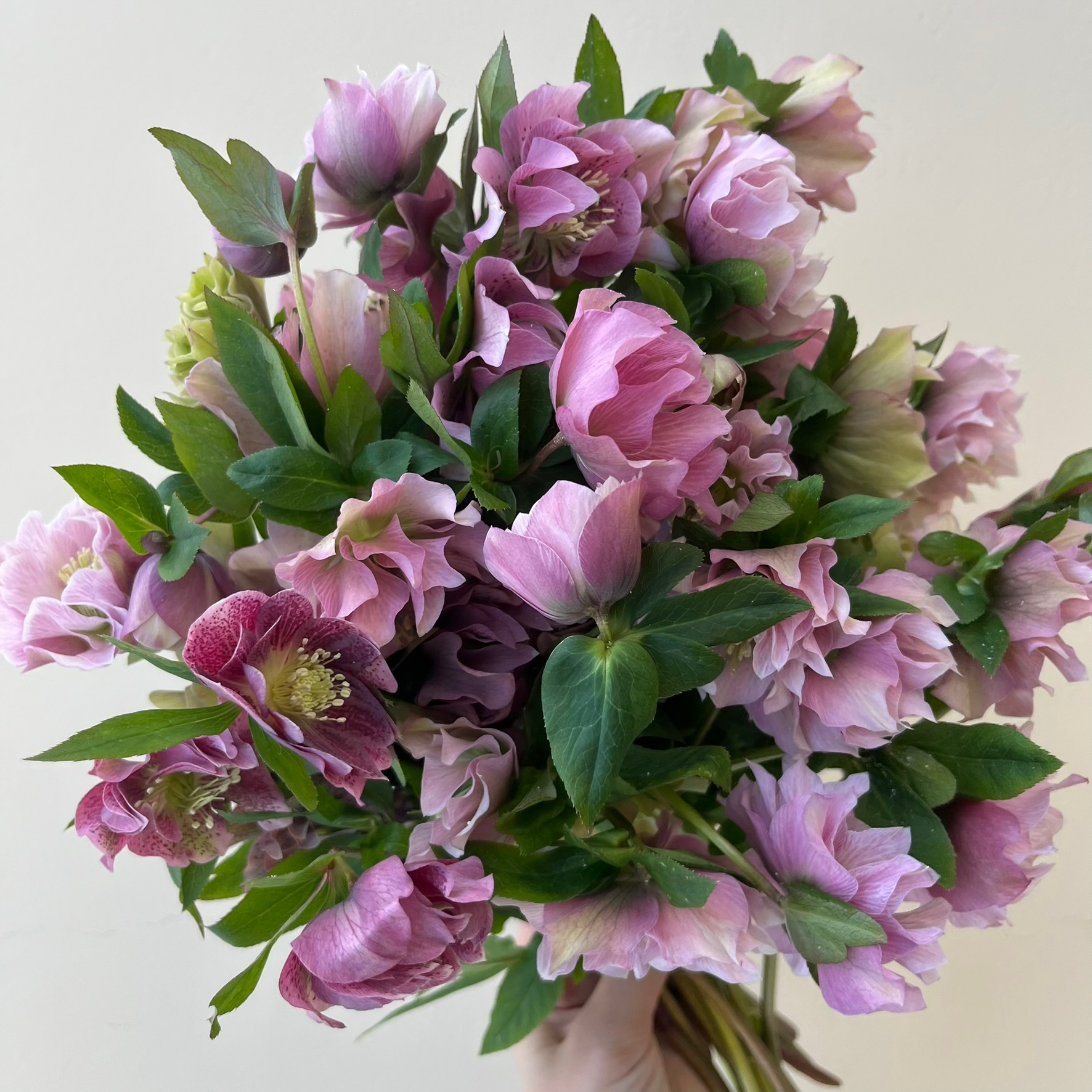 Pink Double Petal Hellebore