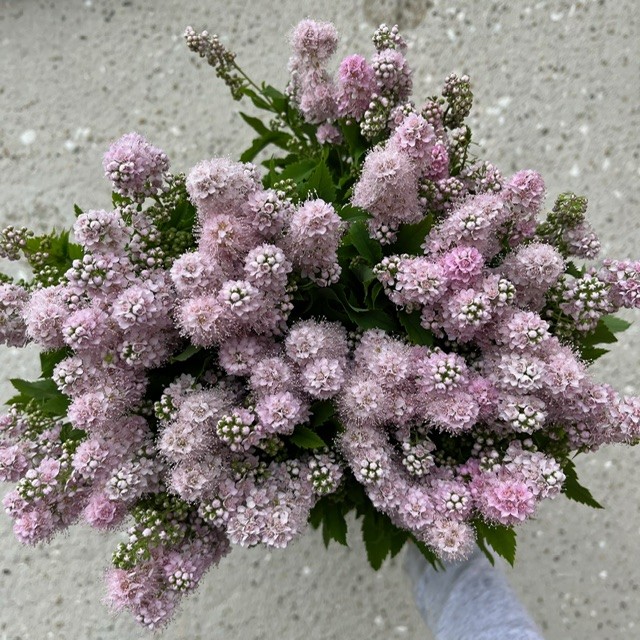 Pink Dutch Spirea