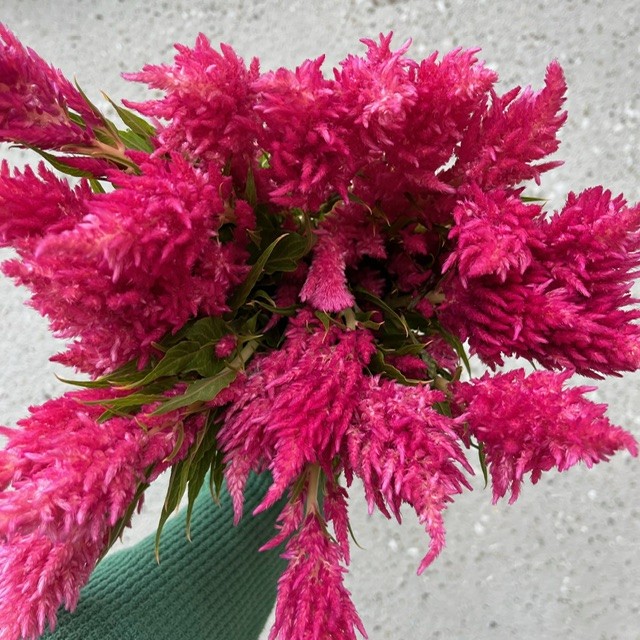 Feather Celosia
