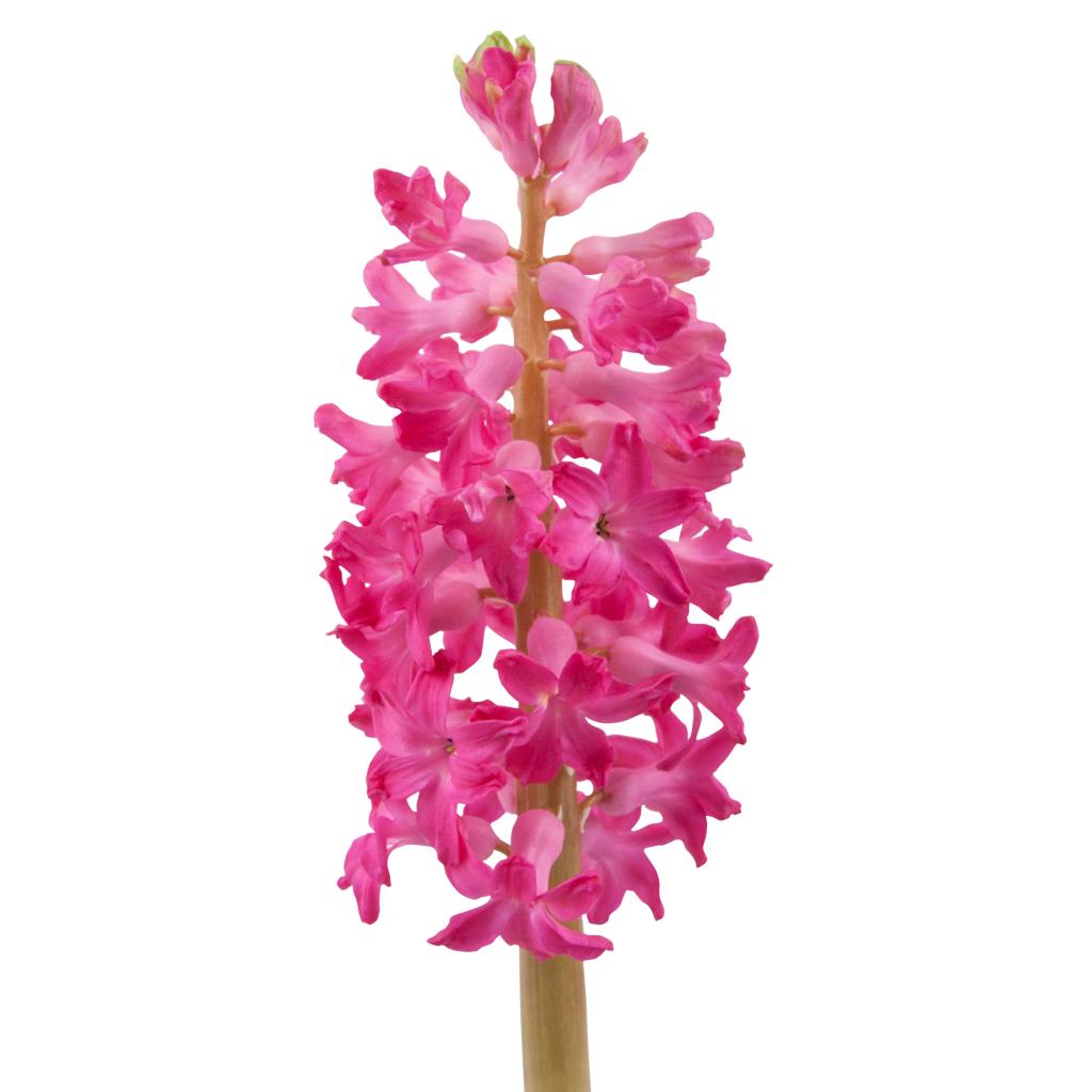 Pink Hyacinthus