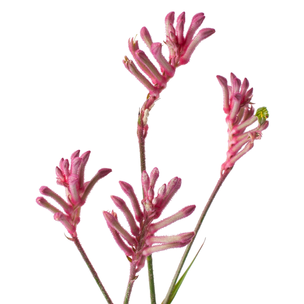 Pink Kangaroo Paw