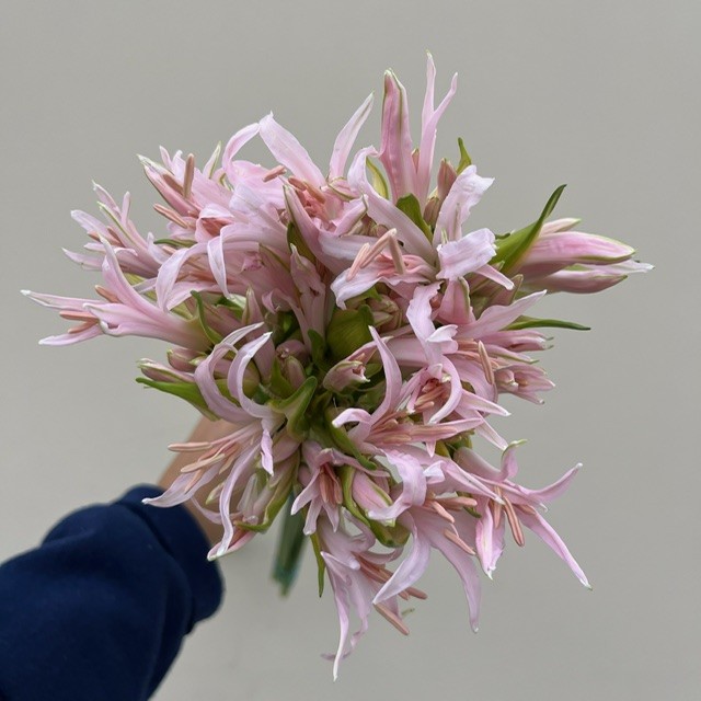 Pink Lily Nerine