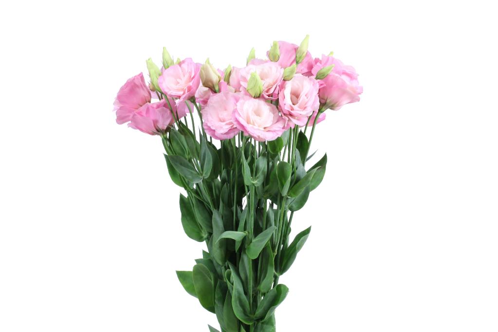 Pink Lisianthus