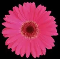 Pink Medium Gerbera Daisy