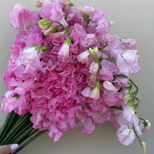 Pink Medium Sweet Pea