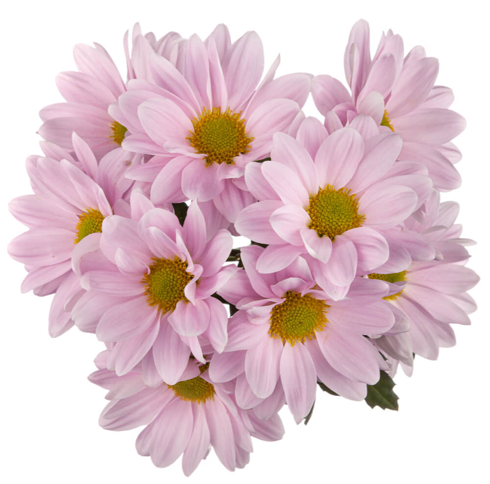 Pink Pom Daisy