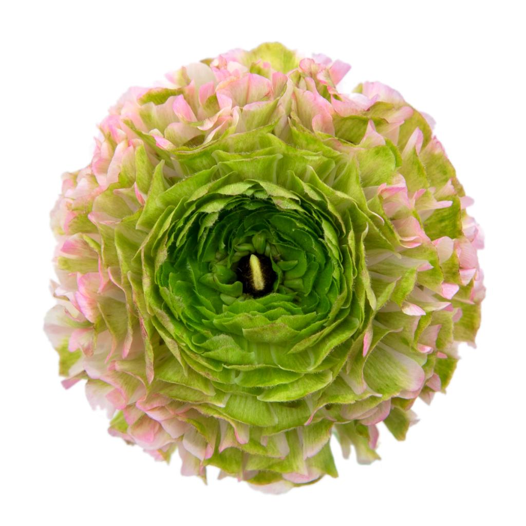Pink Pon Pon Ranunculus