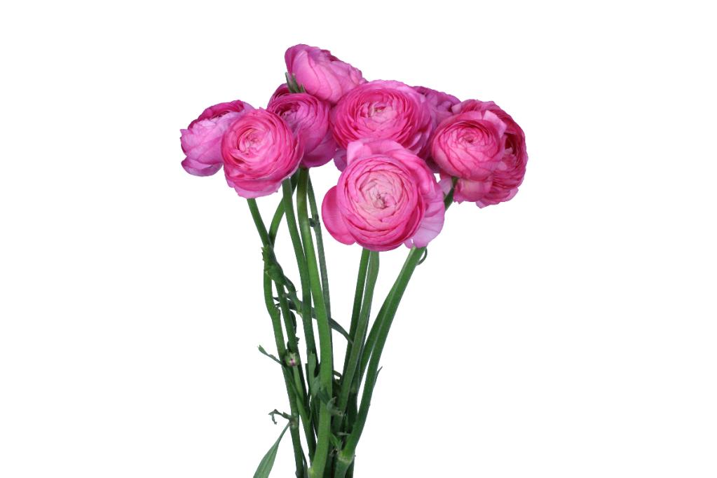 Pink Ranunculus