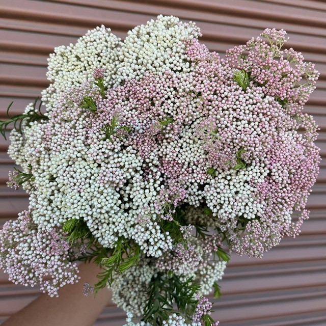 Rice Flower