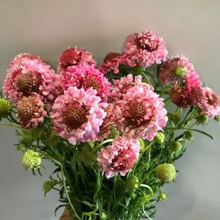 Pink Scabiosa Scoop Local