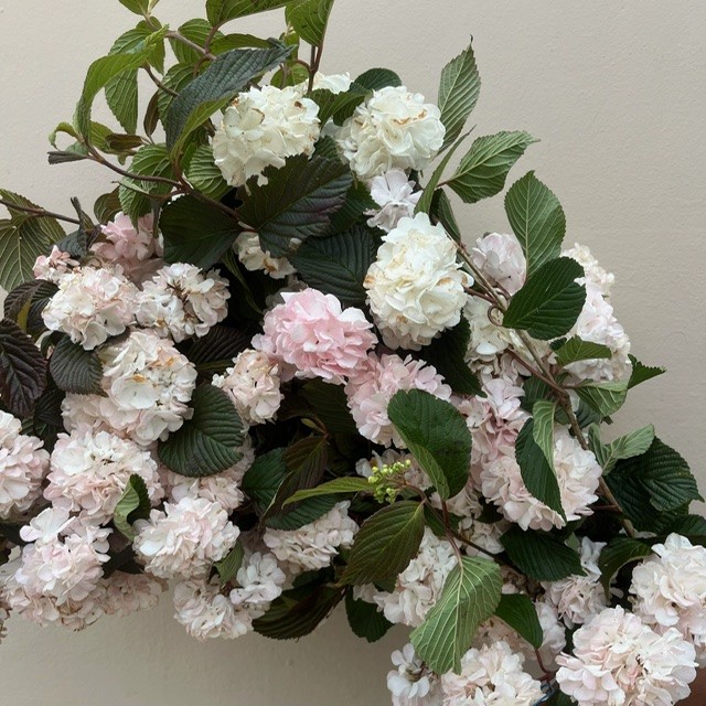 Pink Snowball Viburnum
