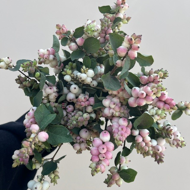 Pink Snowberries