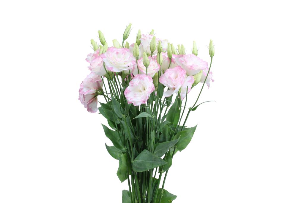 Pink Variegated Lisianthus