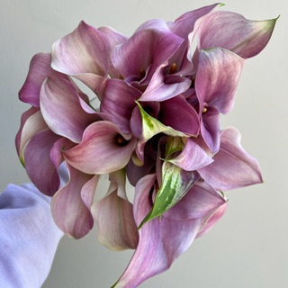 Pink Variegated Mini Calla