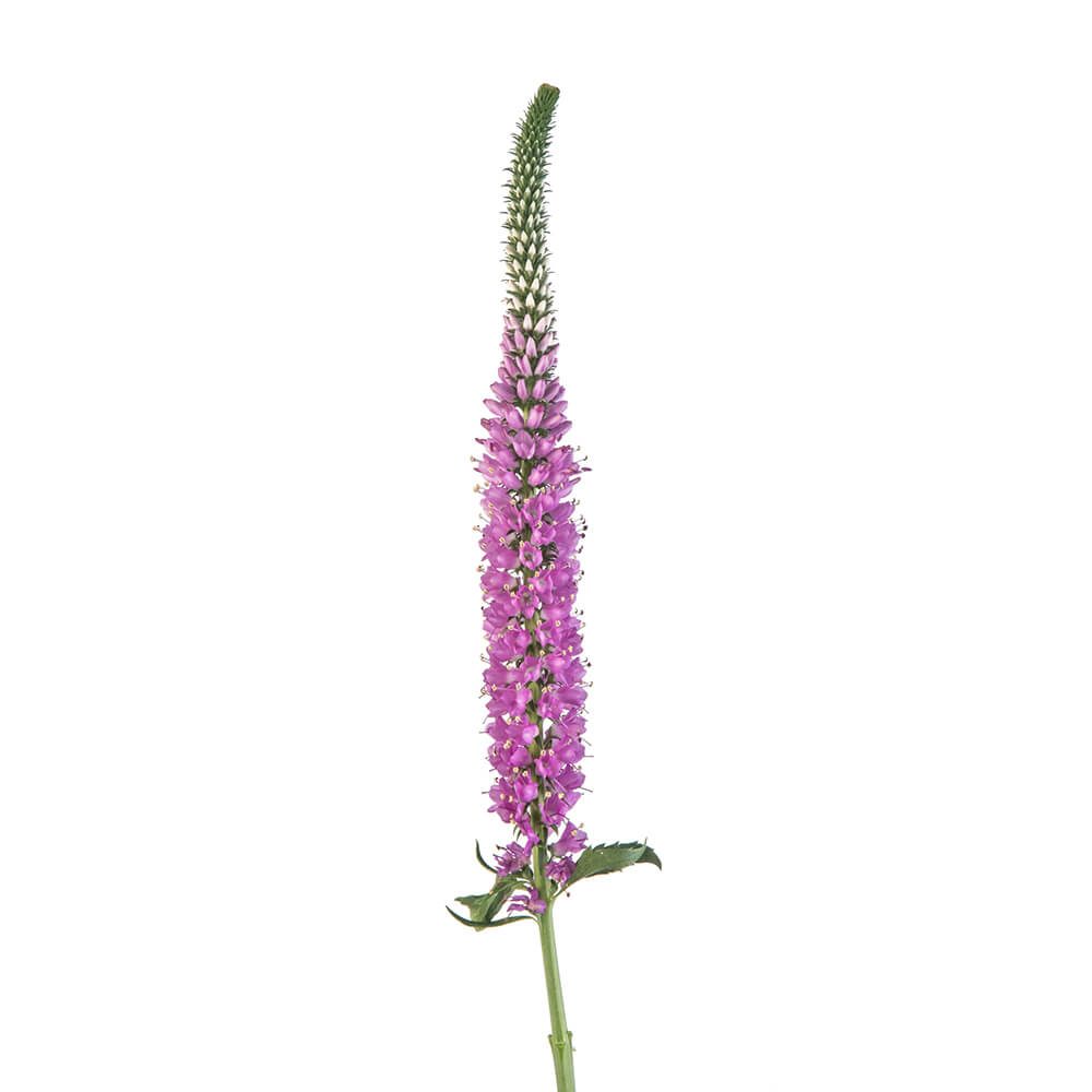 Pink Veronica