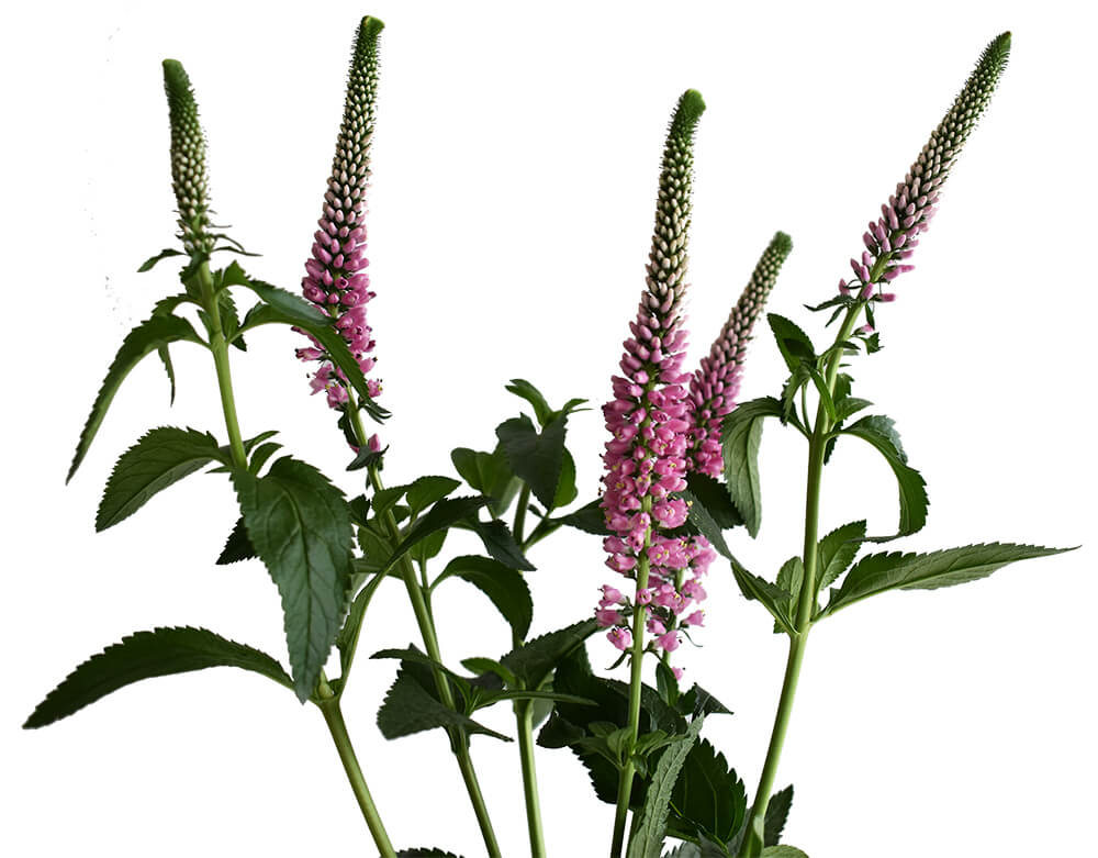 Pink Veronica Spray