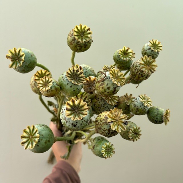 Poppy Pods