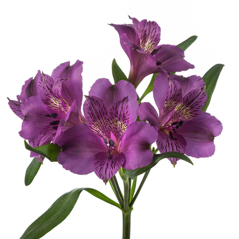 Purple Alstromeria