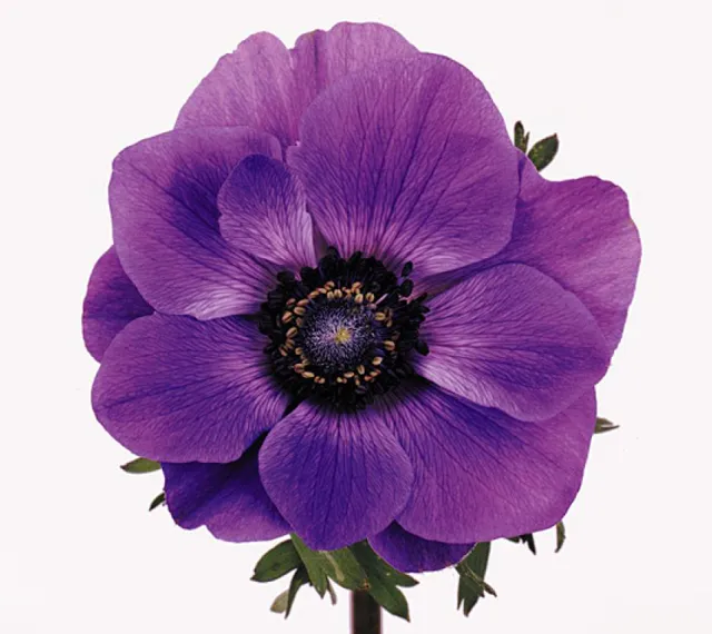 Purple Anemone