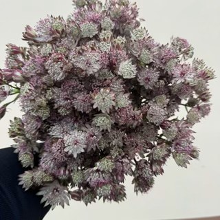 Purple Astrantia