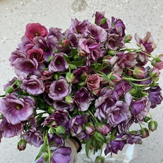 Purple Butterfly Ranunculus