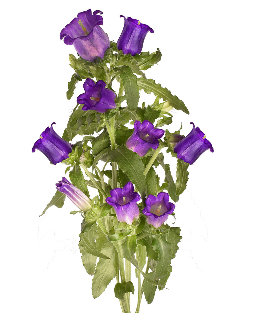 Purple Campanula